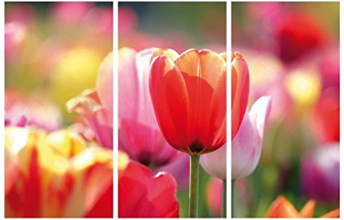 1art1 Blumen Poster Rote Und Rosa Tulpen In Einem Feld, 3-Teilig Bilder Leinwand-Bild Auf Keilrahmen | XXL-Wandbild Poster Kunstdruck Als Leinwandbild 180x120 cm von 1art1