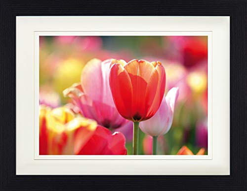 1art1 Blumen Poster Rote Und Rosa Tulpen In Einem Feld Gerahmtes Bild Mit Edlem Passepartout | Wand-Bilder | Im Bilderrahmen 40x30 cm von 1art1