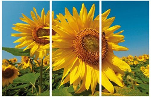 1art1 Blumen Poster Sonnenblumen-Feld, 3-Teilig Bilder Leinwand-Bild Auf Keilrahmen | XXL-Wandbild Poster Kunstdruck Als Leinwandbild 180x120 cm von 1art1