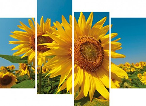 1art1 Blumen Poster Sonnenblumen-Feld, 4-Teilig Bilder Leinwand-Bild Auf Keilrahmen | XXL-Wandbild Poster Kunstdruck Als Leinwandbild 120x80 cm von 1art1