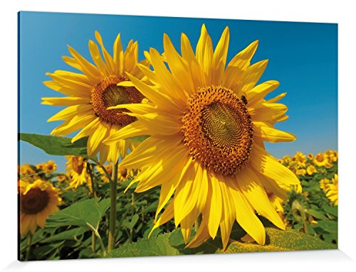 1art1 Blumen Poster Sonnenblumen-Feld Bilder Leinwand-Bild Auf Keilrahmen | XXL-Wandbild Poster Kunstdruck Als Leinwandbild 180x120 cm von 1art1