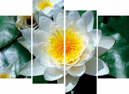 1art1 Blumen Poster Weiße Seerose Blüte, 4-Teilig Bilder Leinwand-Bild Auf Keilrahmen | XXL-Wandbild Poster Kunstdruck Als Leinwandbild 120x80 cm von 1art1