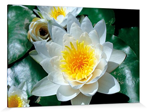 1art1 Blumen Poster Weiße Seerose Blüte Bilder Leinwand-Bild Auf Keilrahmen | XXL-Wandbild Poster Kunstdruck Als Leinwandbild 180x120 cm von 1art1