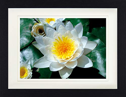 1art1 Blumen Poster Weiße Seerose Blüte Gerahmtes Bild Mit Edlem Passepartout | Wand-Bilder | Im Bilderrahmen 40x30 cm von 1art1