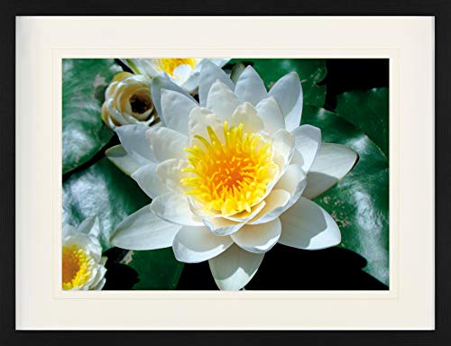 1art1 Blumen Poster Weiße Seerose Blüte Gerahmtes Bild Mit Edlem Passepartout | Wand-Bilder | Im Bilderrahmen 80x60 cm 1art1 Blumen Poster Weiße Seerose Blüte Gerahmtes Bild Mit Edlem Passepartout | Wand-Bilder | Im Bilderrahmen 80x60 cm von 1art1