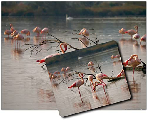 1art1 Flamingos, Rosa Flamingos In Einem Teich In Der Camargue 1 Kunstdruck Bild (80x60 cm) + 1 Mauspad (23x19 cm) Geschenkset von 1art1