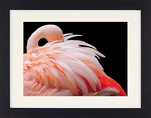 1art1 Flamingos Poster Flamingo Mit Schönen Federn Gerahmtes Bild Mit Edlem Passepartout | Wand-Bilder | Im Bilderrahmen 40x30 cm von 1art1