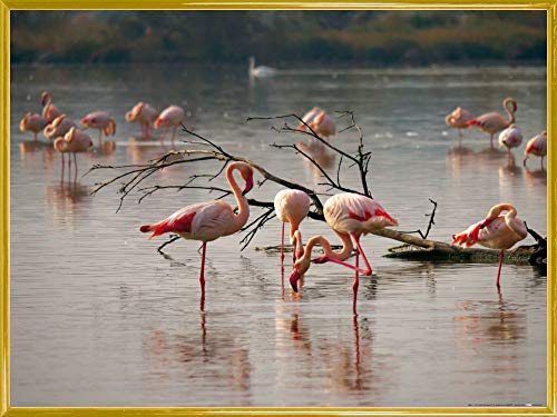 1art1 Flamingos Poster Kunstdruck Bild und Kunststoff-Rahmen - Rosa Flamingos In Einem Teich In Der Camargue (80 x 60cm) von 1art1