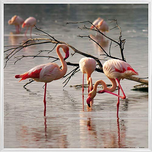 1art1 Flamingos Poster Kunstdruck Bild und Kunststoff-Rahmen - Rosa Flamingos In Einem Teich In Der Camargue (40 x 40cm) von 1art1