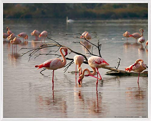 1art1 Flamingos Poster Kunstdruck Bild und Kunststoff-Rahmen - Rosa Flamingos In Einem Teich In Der Camargue (50 x 40cm) von 1art1