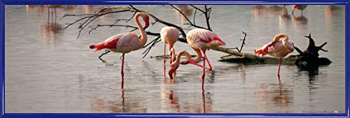 1art1 Flamingos Poster Kunstdruck Bild und Kunststoff-Rahmen - Rosa Flamingos In Einem Teich In Der Camargue (91 x 30cm) von 1art1