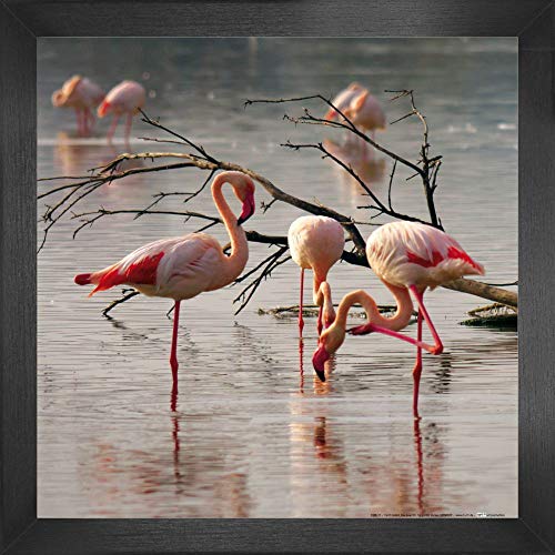 1art1 Flamingos Poster Kunstdruck Bild und MDF-Rahmen - Rosa Flamingos In Einem Teich In Der Camargue (40 x 40cm) von 1art1