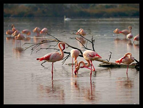 1art1 Flamingos Poster Kunstdruck Bild und MDF-Rahmen Schwarz - Rosa Flamingos In Einem Teich In Der Camargue (80 x 60cm) von 1art1