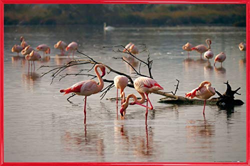 1art1 Flamingos Poster Plakat | Bild und Kunststoff-Rahmen - Rosa Flamingos In Einem Teich In Der Camargue (91 x 61cm) von 1art1