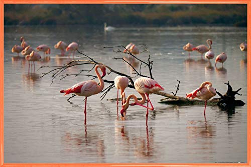 1art1 Flamingos Poster Plakat | Bild und Kunststoff-Rahmen - Rosa Flamingos In Einem Teich In Der Camargue (91 x 61cm) von 1art1