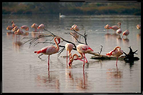 1art1 Flamingos Poster Plakat | Bild und Kunststoff-Rahmen - Rosa Flamingos In Einem Teich In Der Camargue (91 x 61cm) von 1art1