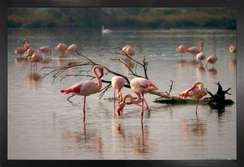 1art1 Flamingos Poster Plakat | Bild und MDF-Rahmen - Rosa Flamingos In Einem Teich In Der Camargue (91 x 61cm) von 1art1