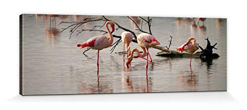 1art1 Flamingos Poster Rosa Flamingos In Einem Teich In Der Camargue Bilder Leinwand-Bild Auf Keilrahmen | XXL-Wandbild Poster Kunstdruck Als Leinwandbild 120x40 cm von 1art1