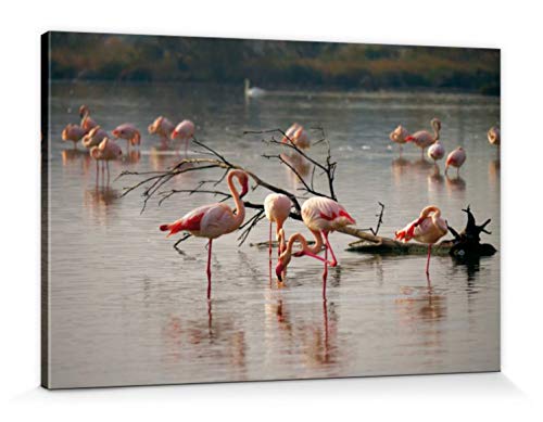 1art1 Flamingos Poster Rosa Flamingos In Einem Teich In Der Camargue Bilder Leinwand-Bild Auf Keilrahmen | XXL-Wandbild Poster Kunstdruck Als Leinwandbild 120x80 cm von 1art1