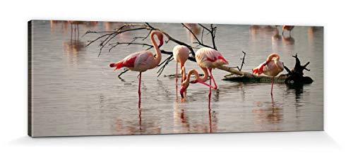 1art1 Flamingos Poster Rosa Flamingos In Einem Teich In Der Camargue Bilder Leinwand-Bild Auf Keilrahmen | XXL-Wandbild Poster Kunstdruck Als Leinwandbild 150x50 cm von 1art1