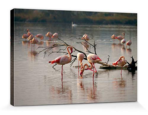 1art1 Flamingos Poster Rosa Flamingos In Einem Teich In Der Camargue Bilder Leinwand-Bild Auf Keilrahmen | XXL-Wandbild Poster Kunstdruck Als Leinwandbild 30x20 cm von 1art1