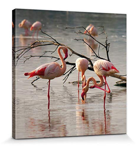 1art1 Flamingos Poster Rosa Flamingos In Einem Teich In Der Camargue Bilder Leinwand-Bild Auf Keilrahmen | XXL-Wandbild Poster Kunstdruck Als Leinwandbild 40x40 cm von 1art1