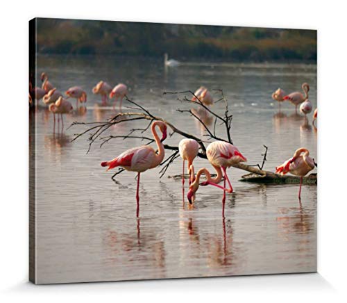 1art1 Flamingos Poster Rosa Flamingos In Einem Teich In Der Camargue Bilder Leinwand-Bild Auf Keilrahmen | XXL-Wandbild Poster Kunstdruck Als Leinwandbild 50x40 cm von 1art1