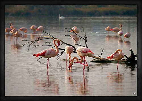 1art1 Flamingos Rosa Flamingos In Einem Teich In Der Camargue Fußmatte Dekomatte Innenbereich | Design Türmatte 70x50 cm von 1art1