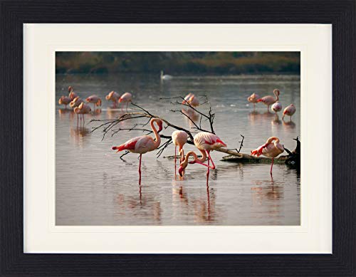 1art1 Flamingos Poster Rosa Flamingos In Einem Teich In Der Camargue Gerahmtes Bild Mit Edlem Passepartout | Wand-Bilder | Im Bilderrahmen 40x30 cm von 1art1