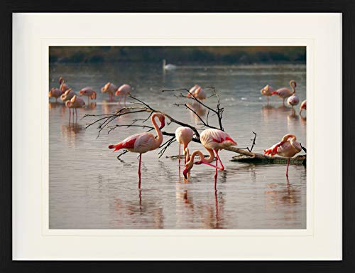 1art1 Flamingos Poster Rosa Flamingos In Einem Teich In Der Camargue Gerahmtes Bild Mit Edlem Passepartout | Wand-Bilder | Im Bilderrahmen 80x60 cm von 1art1