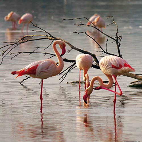 1art1 Flamingos Poster Rosa Flamingos In Einem Teich In Der Camargue Kunstdruck Bild 100x100 cm von 1art1