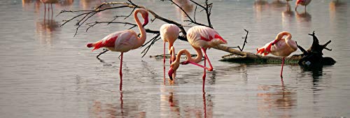 1art1 Flamingos Poster Rosa Flamingos In Einem Teich In Der Camargue Kunstdruck Bild 158x53 cm von 1art1