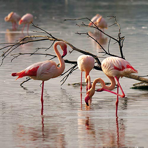 1art1 Flamingos Poster Rosa Flamingos In Einem Teich In Der Camargue Kunstdruck Bild 40x40 cm von 1art1