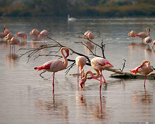 1art1 Flamingos Poster Rosa Flamingos In Einem Teich In Der Camargue Kunstdruck Bild 50x40 cm von 1art1