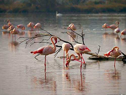 1art1 Flamingos Poster Rosa Flamingos In Einem Teich In Der Camargue Kunstdruck Bild 80x60 cm von 1art1