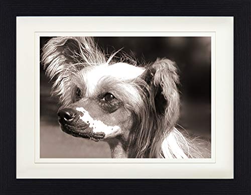 1art1 Hunde Poster Chinesischer Schopfhund, Portrait Gerahmtes Bild Mit Edlem Passepartout | Wand-Bilder | Im Bilderrahmen 40x30 cm von 1art1