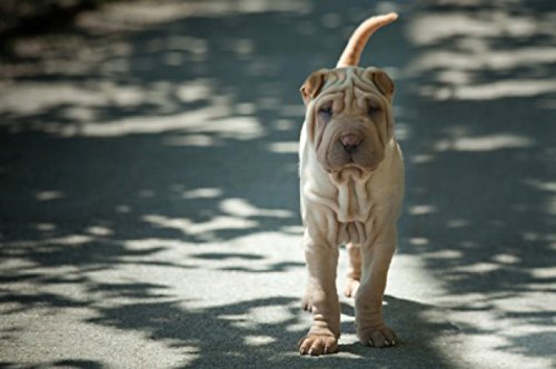 1art1 Hunde Poster Chinesischer Shar Pei Bilder Leinwand-Bild Auf Keilrahmen | XXL-Wandbild Poster Kunstdruck Als Leinwandbild 120x80 cm von 1art1