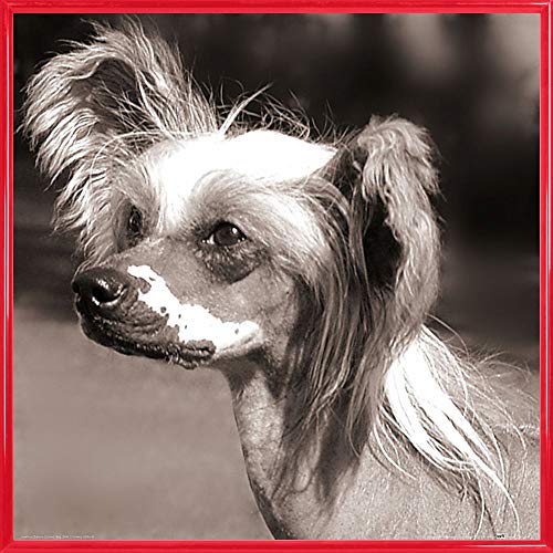 1art1 Hunde Poster Kunstdruck Bild und Kunststoff-Rahmen - Chinesischer Schopfhund, Portrait (40 x 40cm) von 1art1