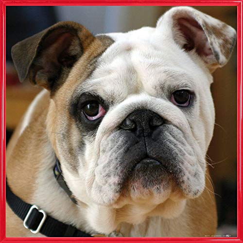 1art1 Hunde Poster Kunstdruck Bild und Kunststoff-Rahmen - Junge Englische Bulldogge (40 x 40cm) von 1art1