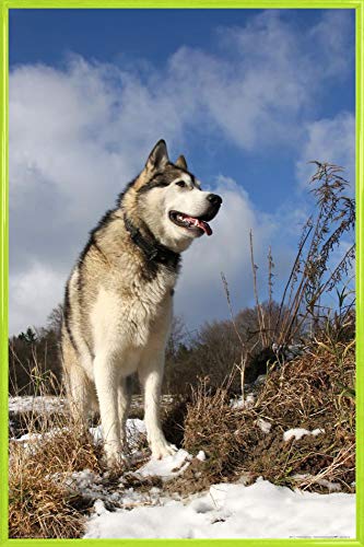 1art1 Hunde Poster Plakat | Bild und Kunststoff-Rahmen - Alaskan Malamute Schlittenhund (91 x 61cm) von 1art1