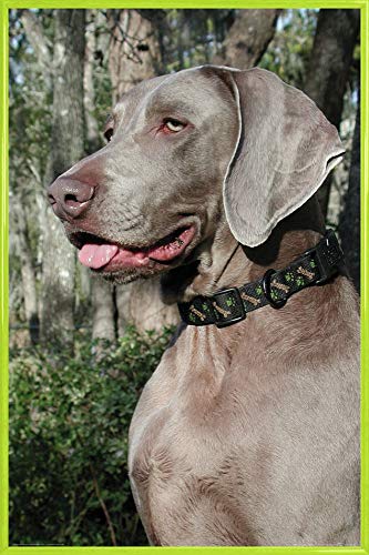 1art1 Hunde Poster Plakat | Bild und Kunststoff-Rahmen - Weimaraner Im Profil (91 x 61cm) von 1art1