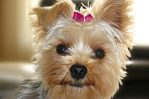 1art1 Hunde XXL Poster Yorkshire Terrier Mit Rosa Schleife Plakat | Bild 120x80 cm von 1art1