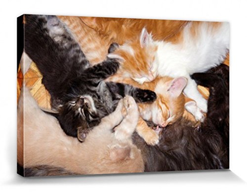 1art1 Katzen - Intensives Gruppen-Kuscheln Bilder Leinwand-Bild Auf Keilrahmen | XXL-Wandbild Poster Kunstdruck Als Leinwandbild 120 x 80 cm von 1art1