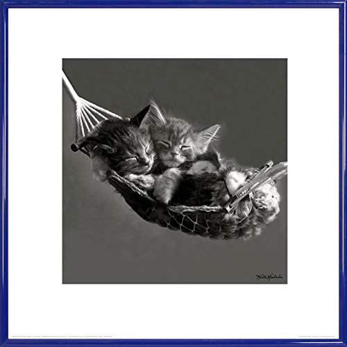 1art1 Katzen Poster Kätzchen In Hängematte Poster Kunstdruck Bild 40x40 cm von 1art1