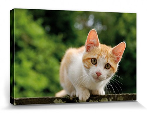 1art1 Katzen Poster Rot-Weiß Getigertes Hauskätzchen, Aufmerksam Bilder Leinwand-Bild Auf Keilrahmen | XXL-Wandbild Poster Kunstdruck Als Leinwandbild 30x20 cm von 1art1