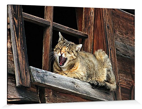 1art1 Katzen Poster Siesta, Bitte Nicht Stören Bilder Leinwand-Bild Auf Keilrahmen | XXL-Wandbild Poster Kunstdruck Als Leinwandbild 180x120 cm von 1art1