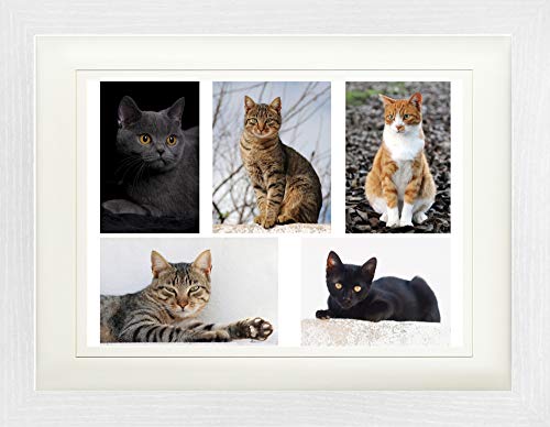 1art1 Katzen Poster Stolze Stubentiger, Collage Gerahmtes Bild Mit Edlem Passepartout | Wand-Bilder | Im Bilderrahmen 40x30 cm von 1art1