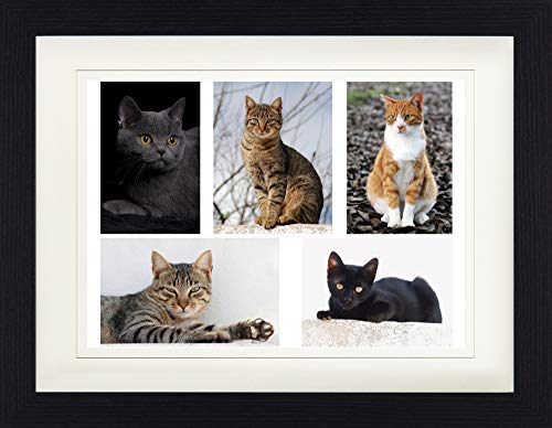 1art1 Katzen Poster Stolze Stubentiger, Collage Gerahmtes Bild Mit Edlem Passepartout | Wand-Bilder | Im Bilderrahmen 40x30 cm von 1art1