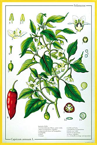 1art1 Kochkunst Plakat | Bild und Kunststoff-Rahmen - Die Chili Pflanze (91 x 61cm) von 1art1