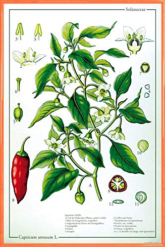 1art1 Kochkunst Poster Plakat | Bild und Kunststoff-Rahmen - Die Chili Pflanze (91 x 61cm) von 1art1